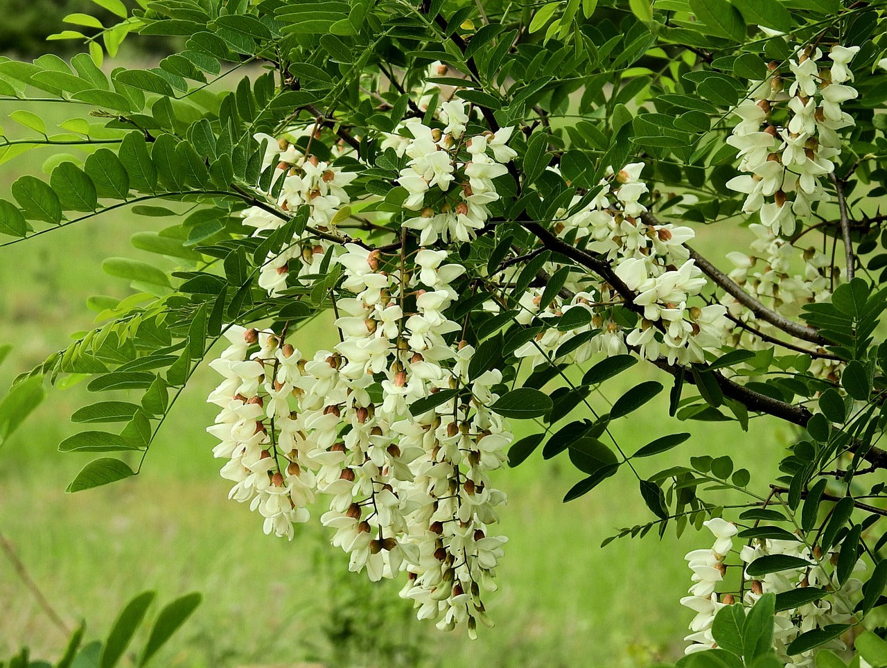 Light Green Acacia Flower Seeds for Planting Drought Tolerant Heirloom & GMO Free Seeds for Home Garden
 
 Sale
