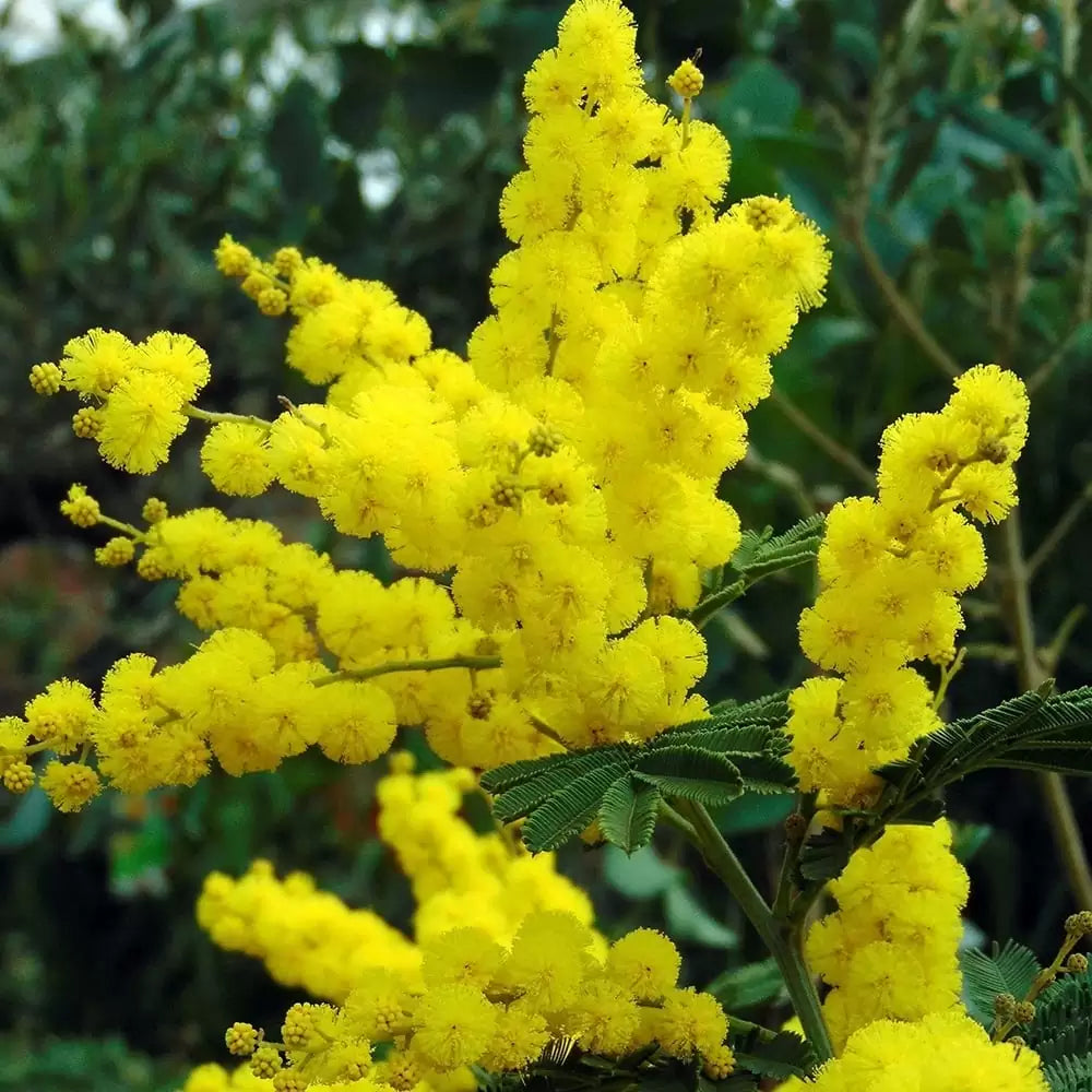 Acacia Yellow Perennial Flower Seeds for Planting | Easy to Grow Garden Seeds - Evergrowseeds