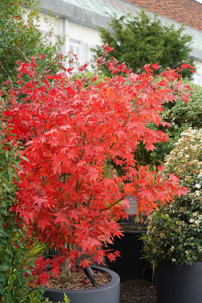 Red Laceleaf Tree Seeds Planting