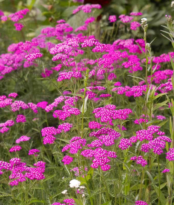 Pink Achillea Yarrow Flower seeds for Planting - Premium Quality, Heirloom & GMO Free Seeds for Home Garden