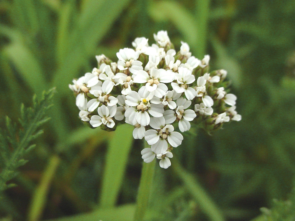 Achillea Millefolium Flower seeds for Planting Colorful Display Heirloom & GMO Free Seeds for Home Garden
