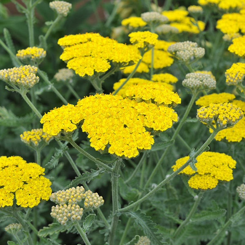 Yellow Achillea Flower seeds for Planting - Premium Quality, Heirloom & GMO Free Seeds for Home Garden