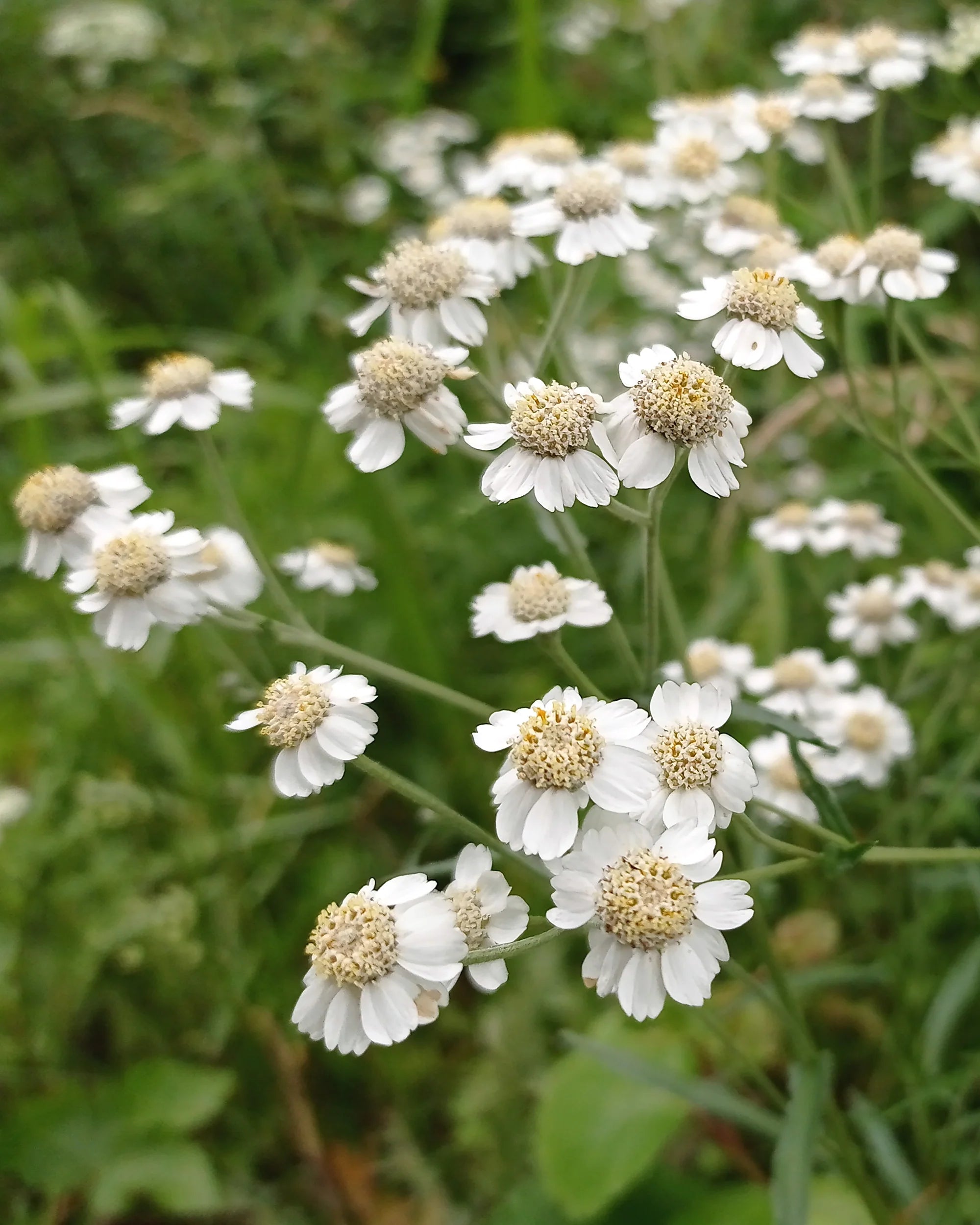 Ptarmica Flower seeds for Planting Shade Tolerant Heirloom & GMO Free Seeds for Home Garden