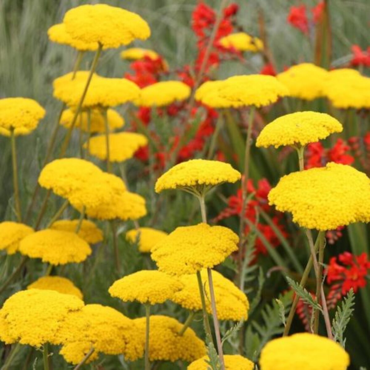 Yellow Achillea Flower seeds for Planting - Bright Blooms, Heirloom & GMO Free Seeds for Home Garden