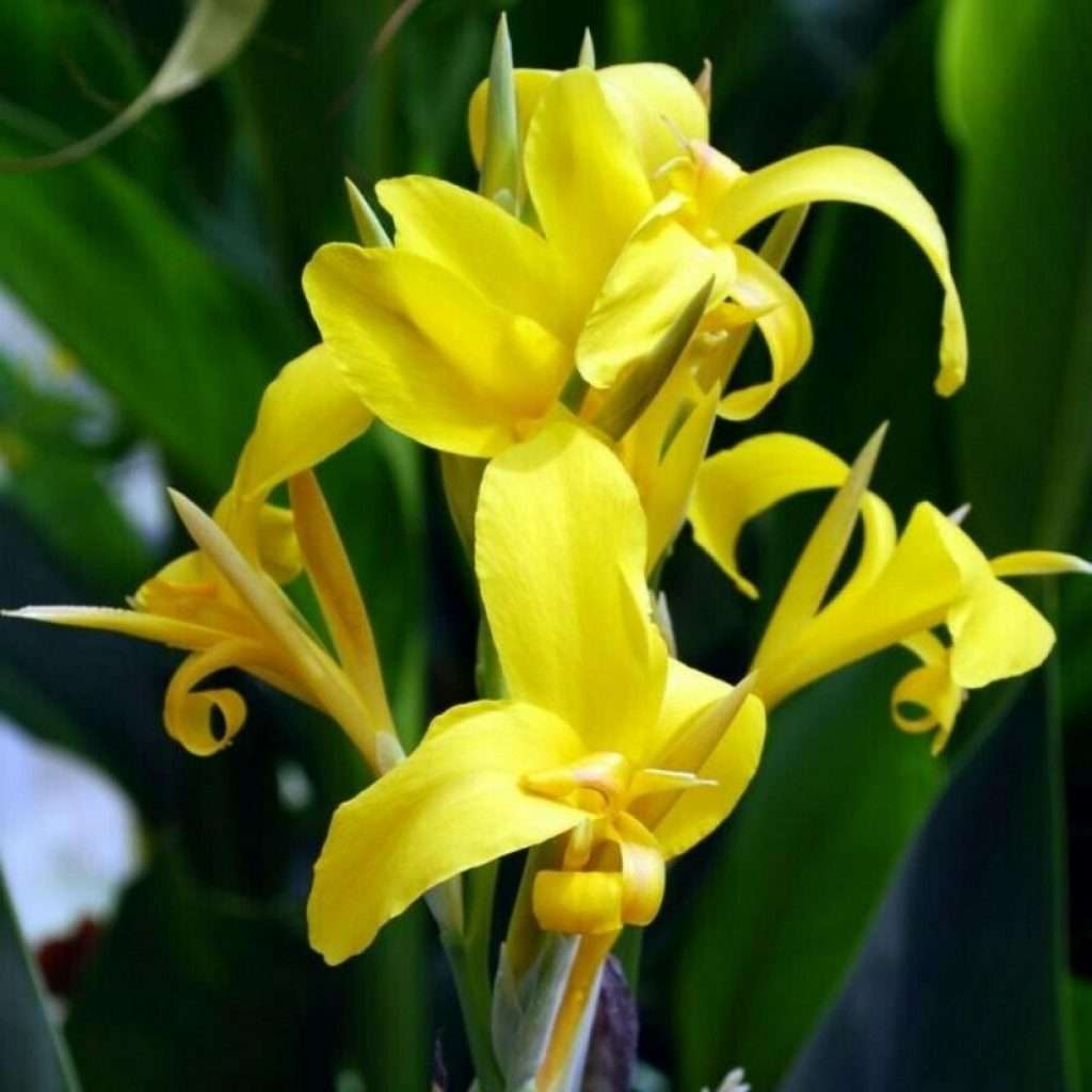Yellow Achira Plants in Outdoor Garden Bed