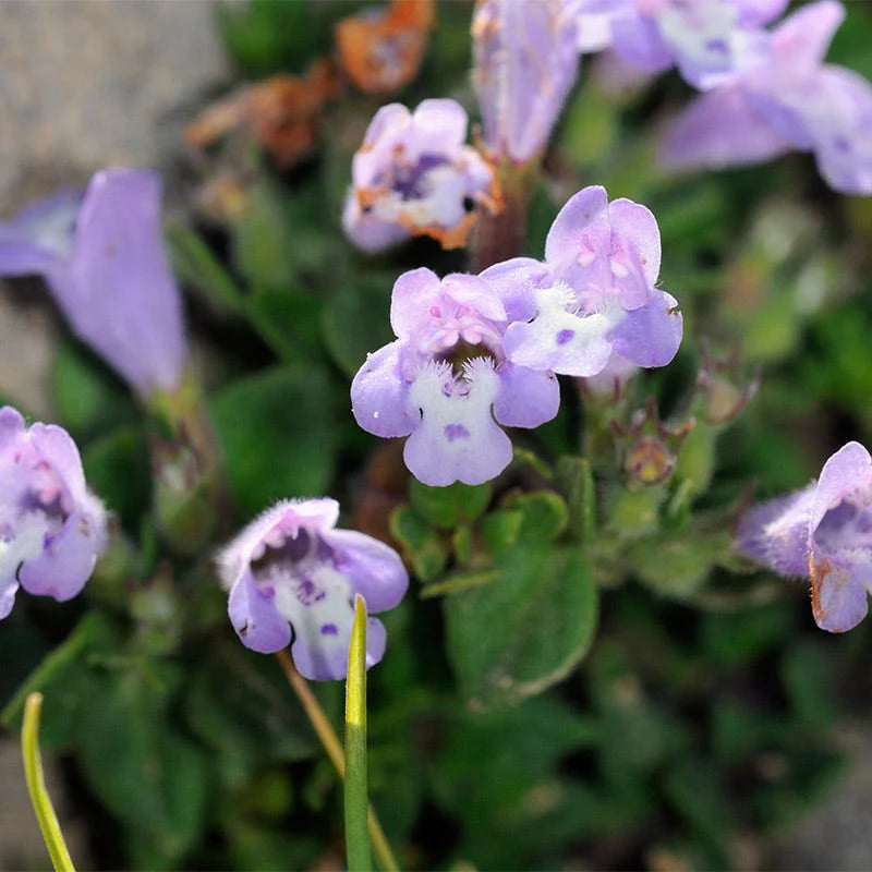 Lavender Abelia Flower seeds for Planting - Low Maintenance, Heirloom & GMO Free Seeds for Home Garden