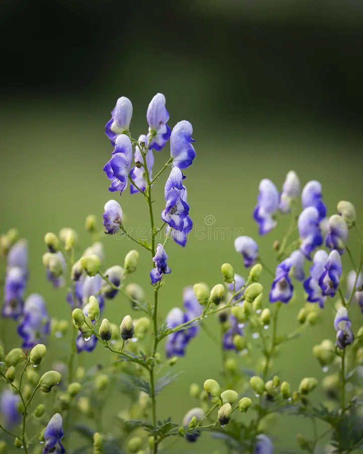 Blue Aconitum Flower seeds for Planting - Sun Loving, Heirloom & GMO Free Seeds for Home Garden