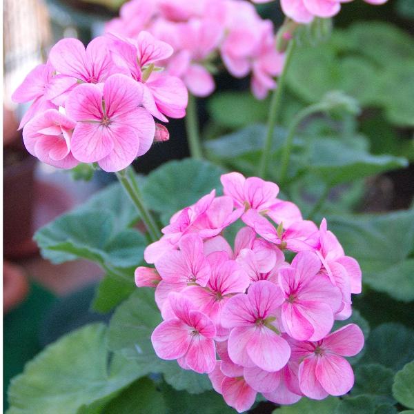 Baby Pink Geranium Flower Seeds for Planting Fragrant Blossoms Heirloom & GMO Free Seeds for Home Garden
 
 Sale