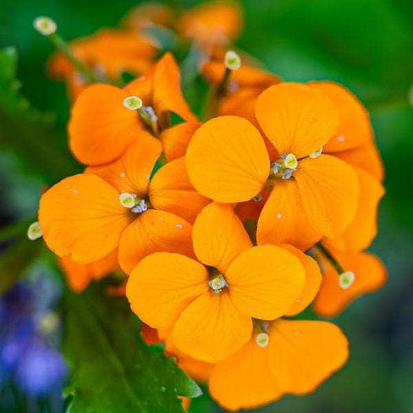 Orange Siberian Flower seeds for Planting - Bright Blooms, Heirloom & GMO Free Seeds for Home Garden