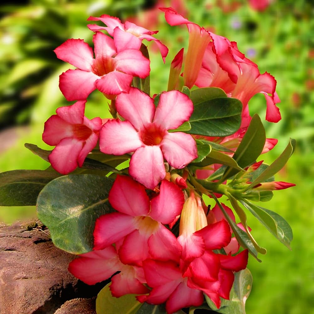 Adenium Desert Rose Seeds for Planting