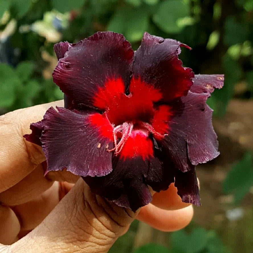 Adenium Flower Seeds for Planting Vibrant Desert Roses