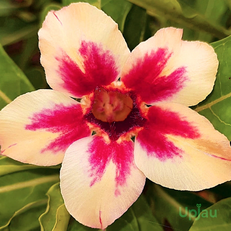 Red Light Yellow Adenium Flower Seeds for Planting Drought Tolerant Heirloom & GMO Free Seeds for Home Garden
 
 Sale