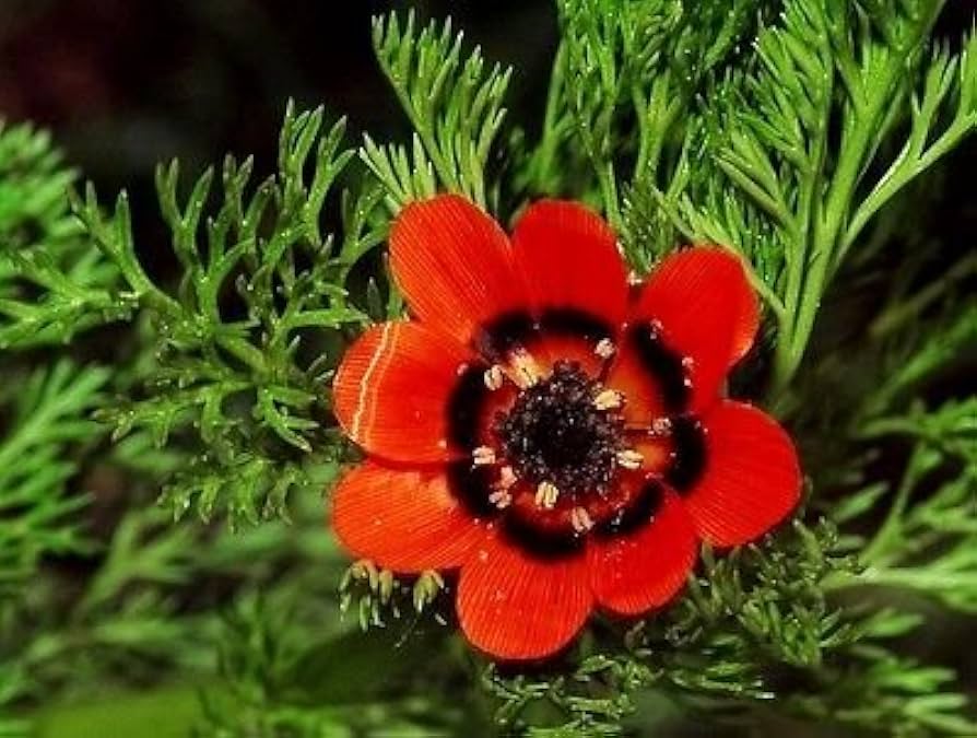 Adonis Seeds – Bright Tropical Flower Seeds for Vibrant Planting