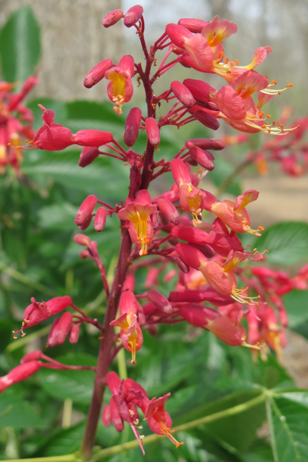Aesculus Pavia Flower seeds for Planting - Compact Growth, Heirloom & GMO Free Seeds for Home Garden
