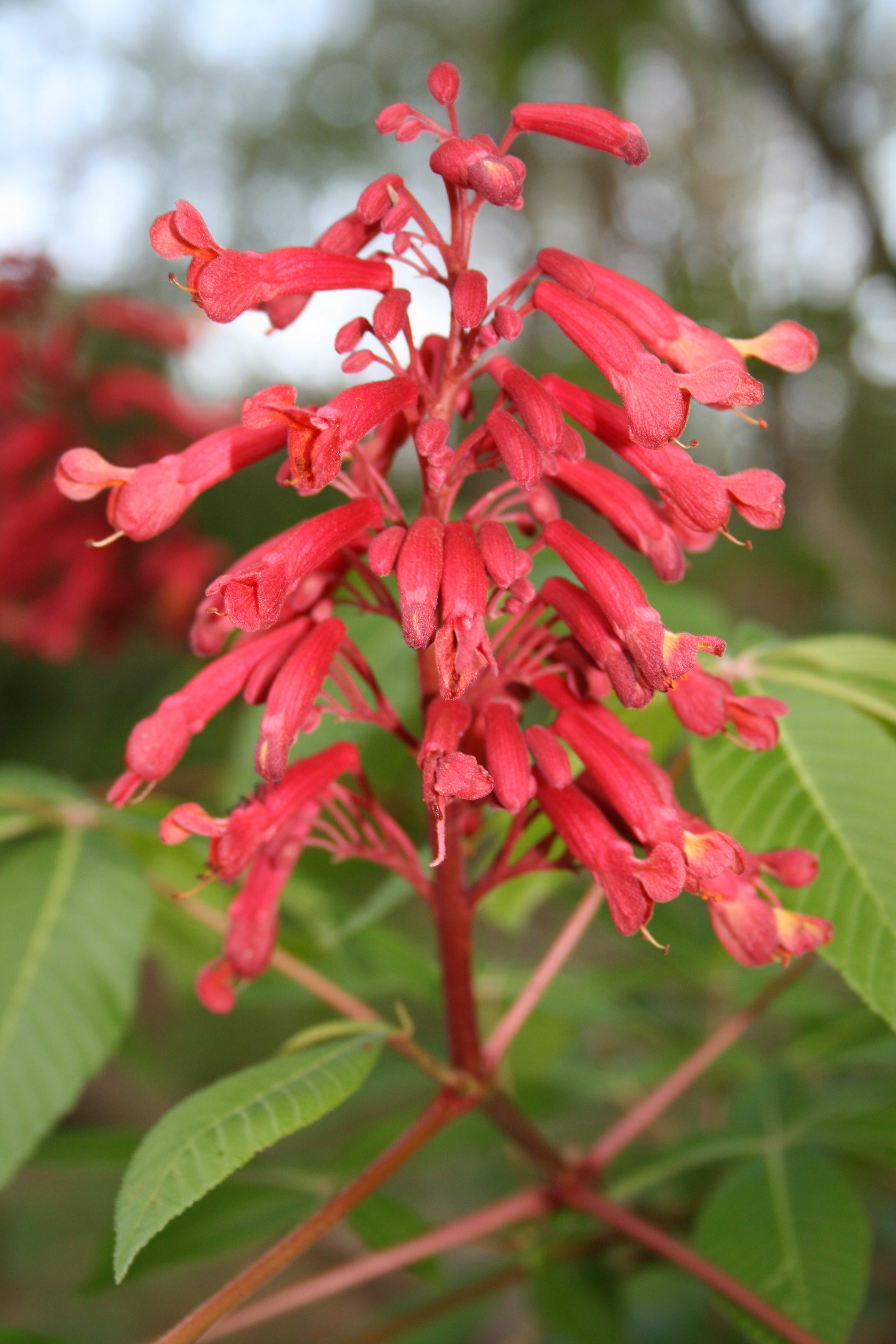 Aesculus Pavia Flower seeds for Planting - Compact Growth, Heirloom & GMO Free Seeds for Home Garden