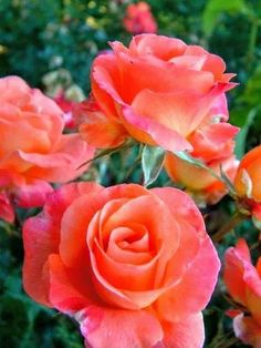 Dark Orange Rose Seeds for Planting  Vibrant Garden Blooms