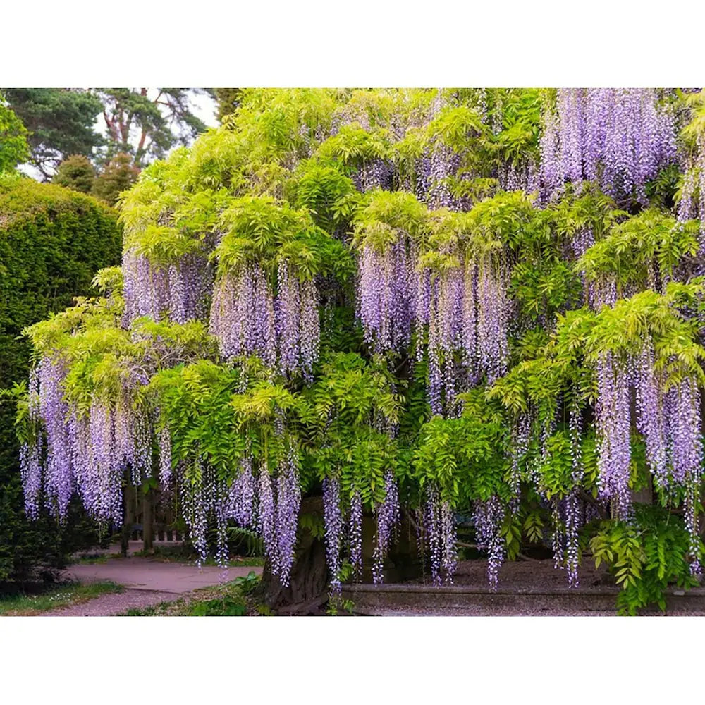Mix Wisteria Flower seeds for Planting - Cut Flower Favorite, Heirloom & GMO Free Seeds for Home Garden