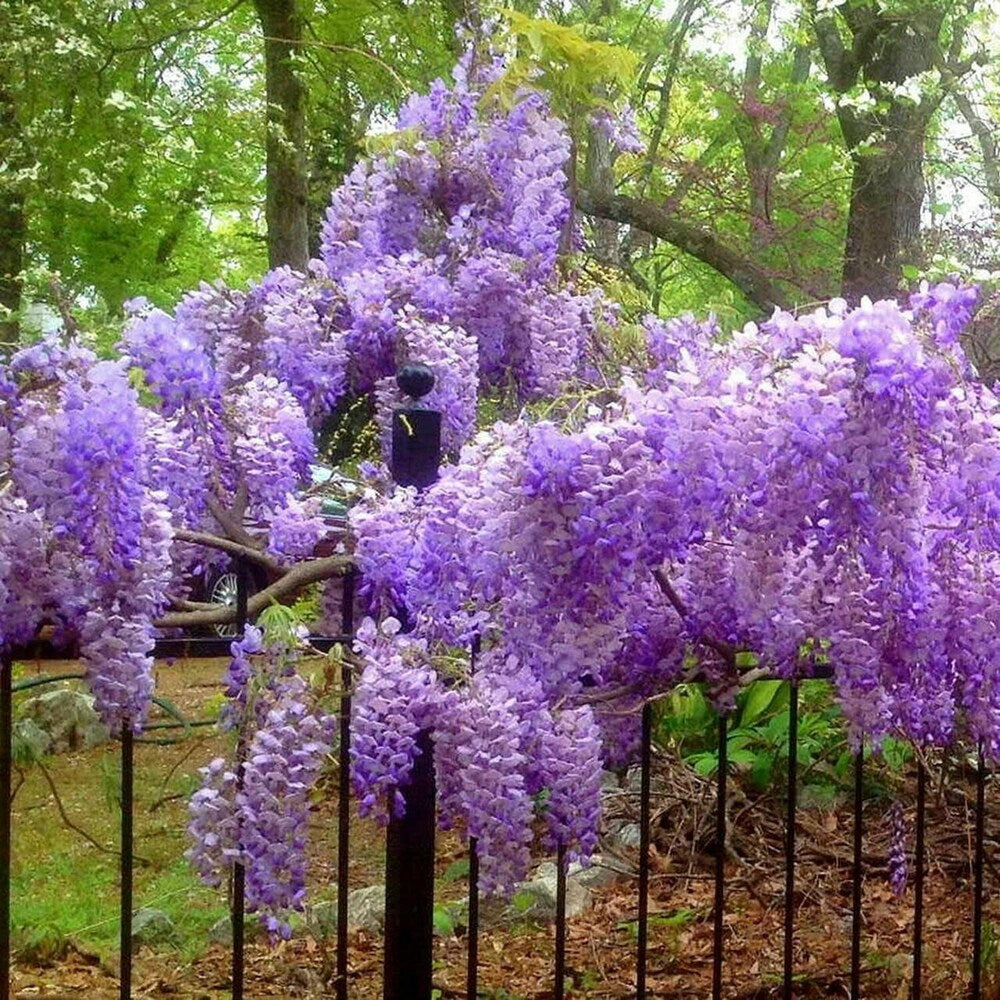 Violet Wisteria Flower seeds for Planting - Vibrant Colors, Heirloom & GMO Free Seeds for Home Garden