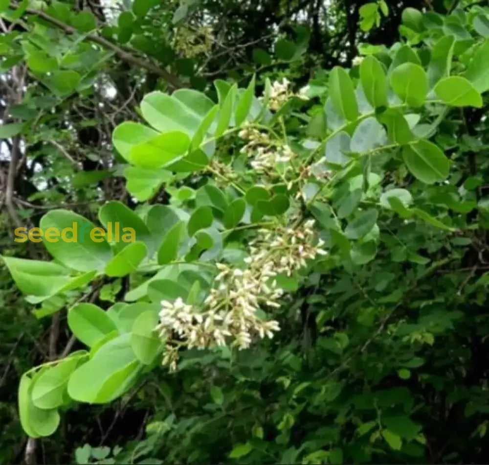 African Blackwood Seeds For Planting - Exotic Gardens Collection Plant Seeds