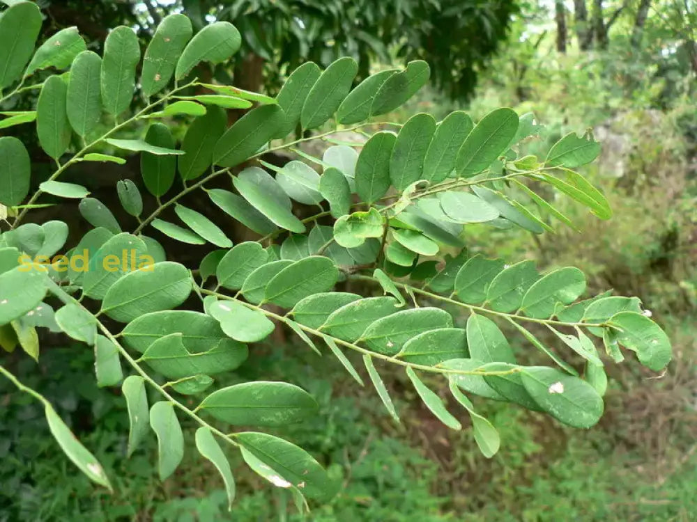 African Blackwood Seeds For Planting - Exotic Gardens Collection Plant Seeds