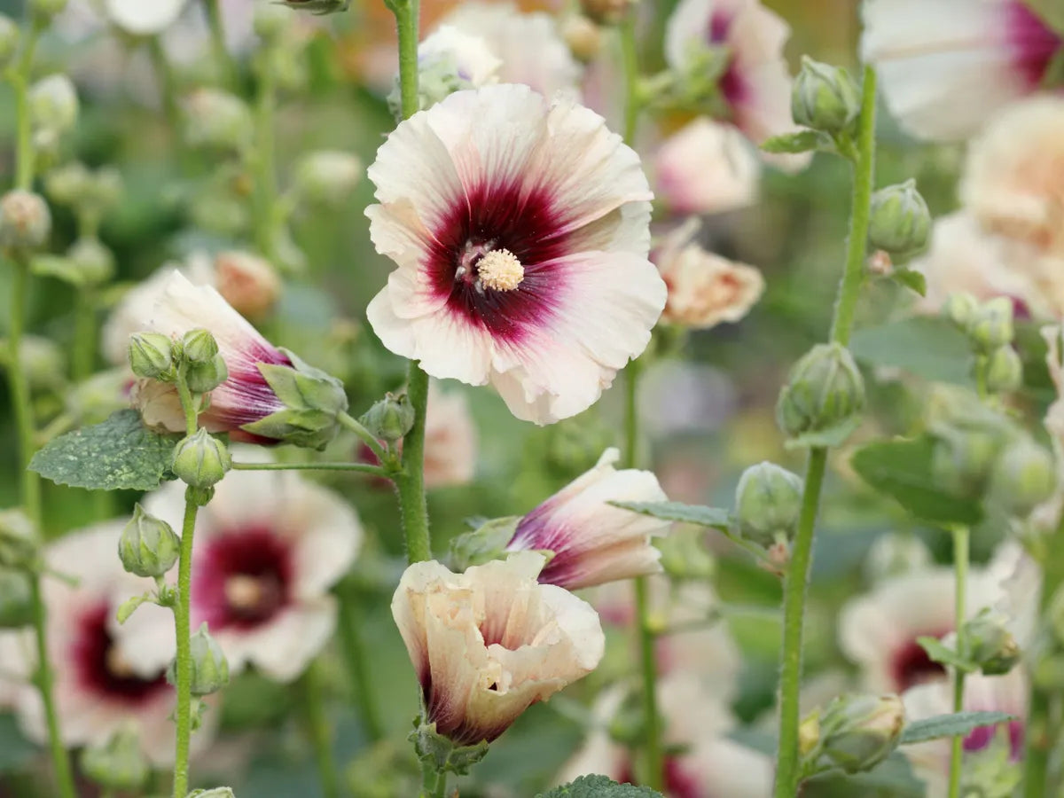 Evergrowseeds Hollyhock Alcea rosea flower seeds for planting in flower beds, showcasing vibrant pink hollyhock flower buds.