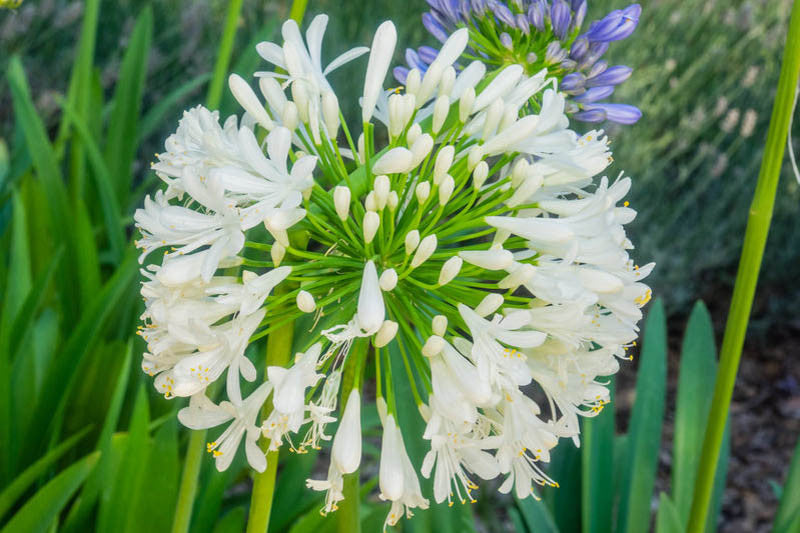 Agapanthus Africanus Flower seeds for Planting Compact Growth Heirloom & GMO Free Seeds for Home Garden