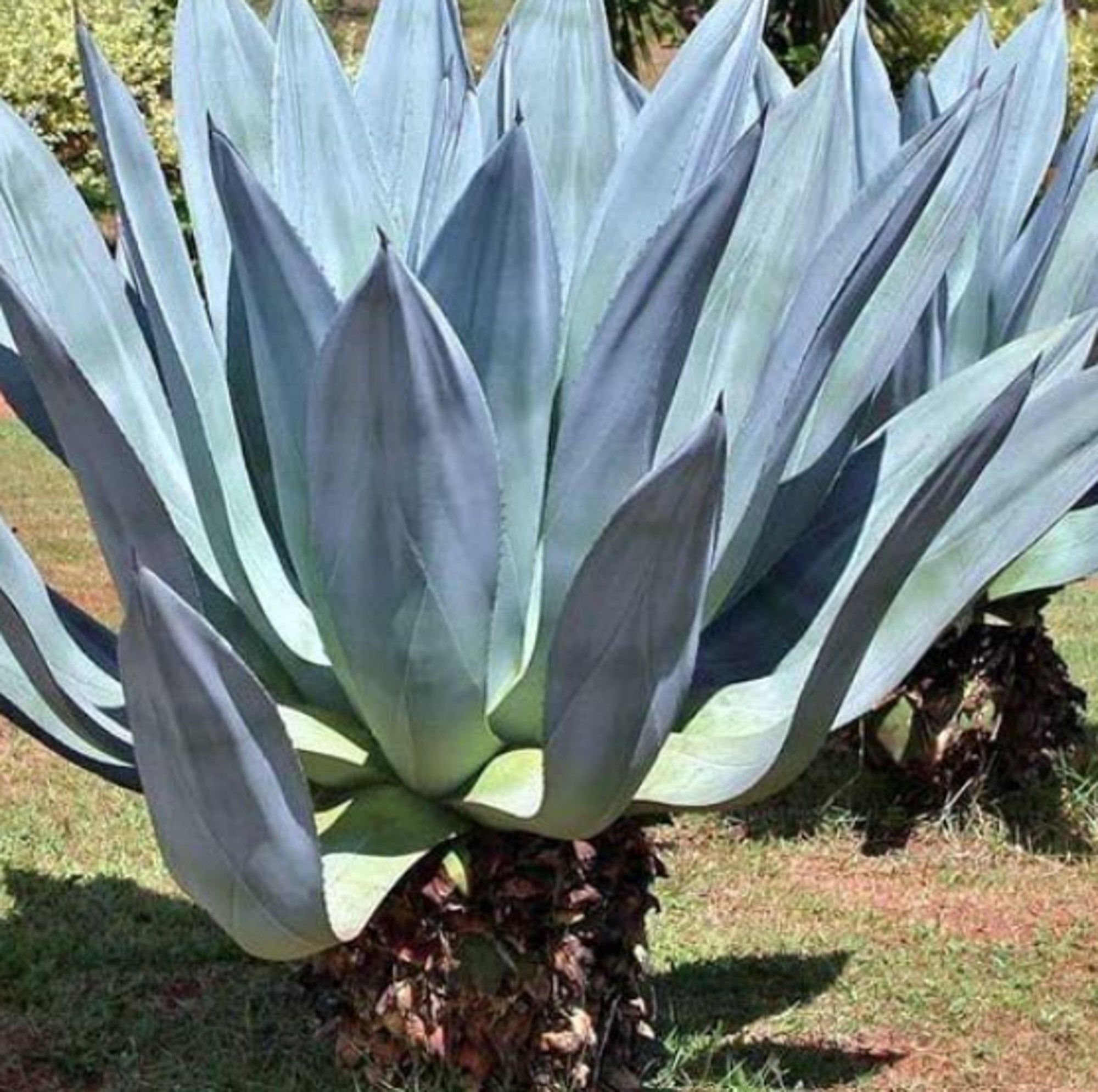 Mixed Agave Flower seeds for Planting - Seasonal Bloomer, Heirloom & GMO Free Seeds for Home Garden
