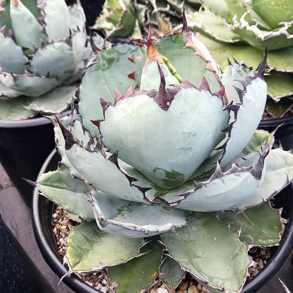 Blue Titanota Plant Seeds for Planting