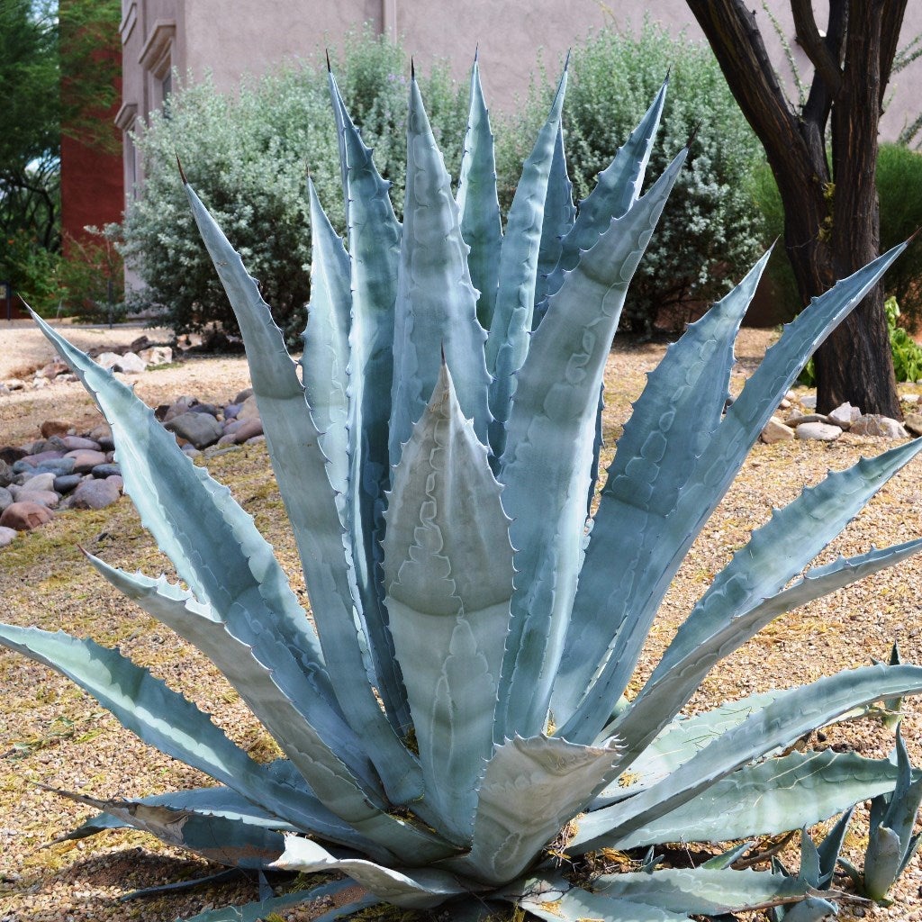 Agave Seeds: Perfect For Your Succulent Collection Plant Seeds