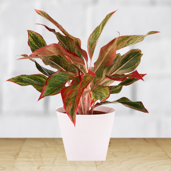 Aglaonema Green Mix Seeds for Planting