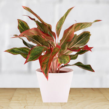 Aglaonema Green Mix Seeds for Planting