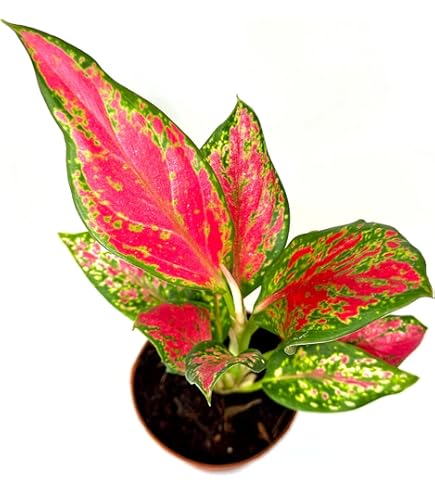 Aglaonema Green Mix plants displayed indoors