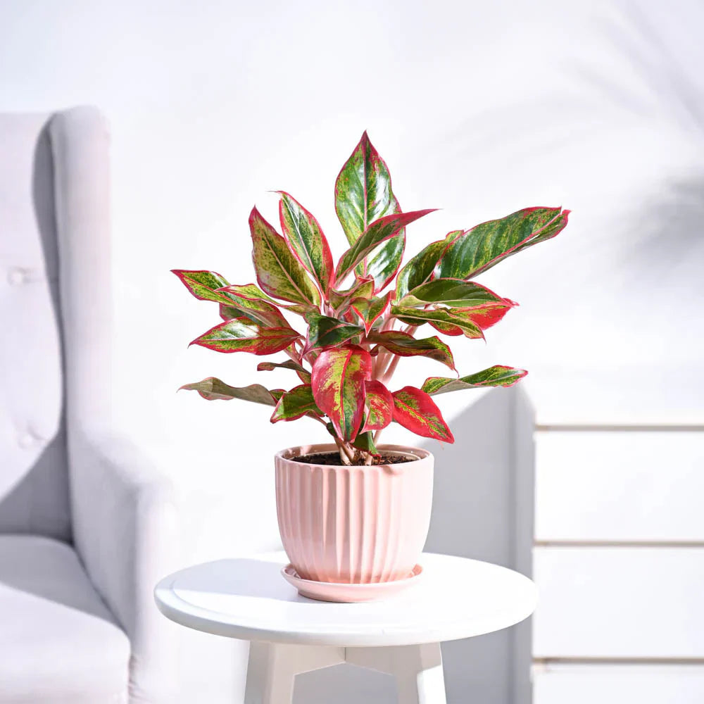 Aglaonema Green Mix growing in pots