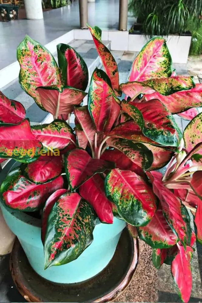 Aglaonema Red Plant Seeds For Easy Planting Seeds