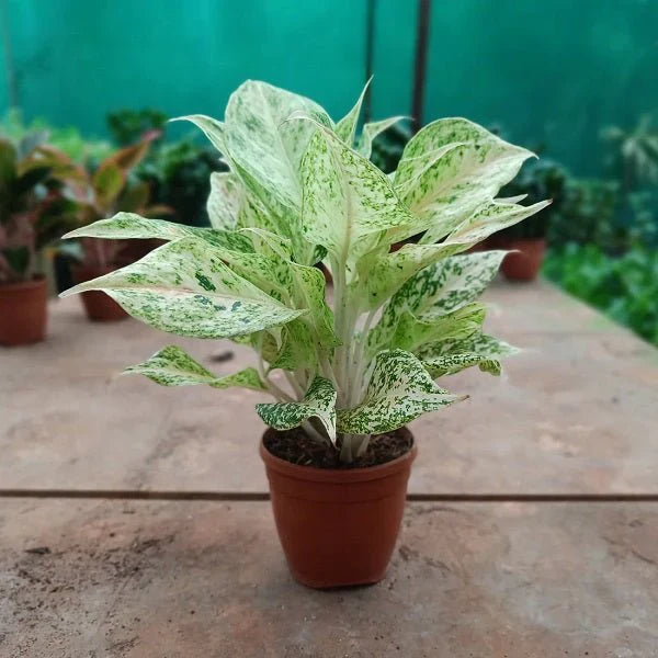 Close-up of Aglaonema White Mix leaves