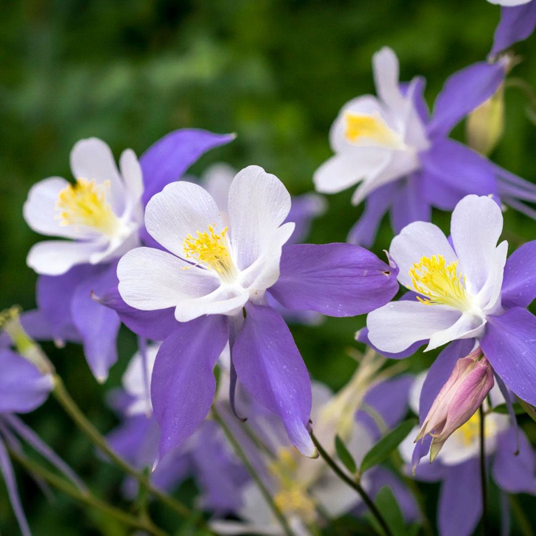 Aquilegia Flower seeds for Planting Low Maintenance Heirloom & GMO Free Seeds for Home Garden