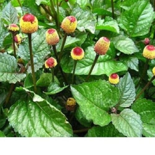 Spilanthes Flower Planting for Colorful Gardens  Seeds for Vibrant and Unique Blooms