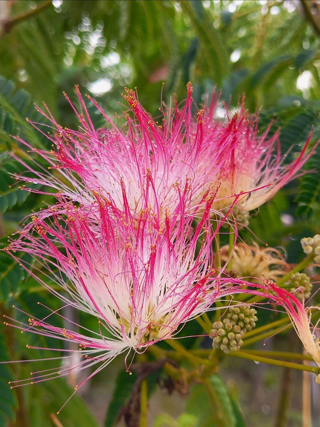 Albizia Albizia julibrissin Flower Seeds for Planting