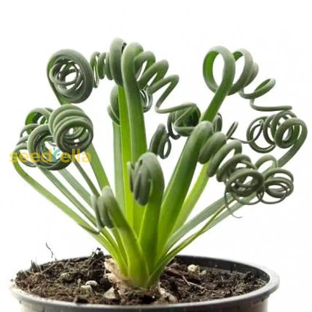 Albuca Spiralis Seeds - Essential Guide To Planting