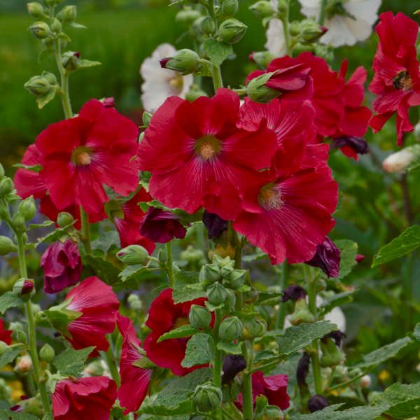 Red Hollyhock Alcea Flower seeds for Planting - Drought Tolerant, Heirloom & GMO Free Seeds for Home Garden