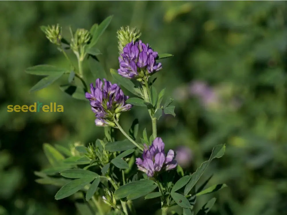 Alfalfa Planting Seeds For Easy Growing