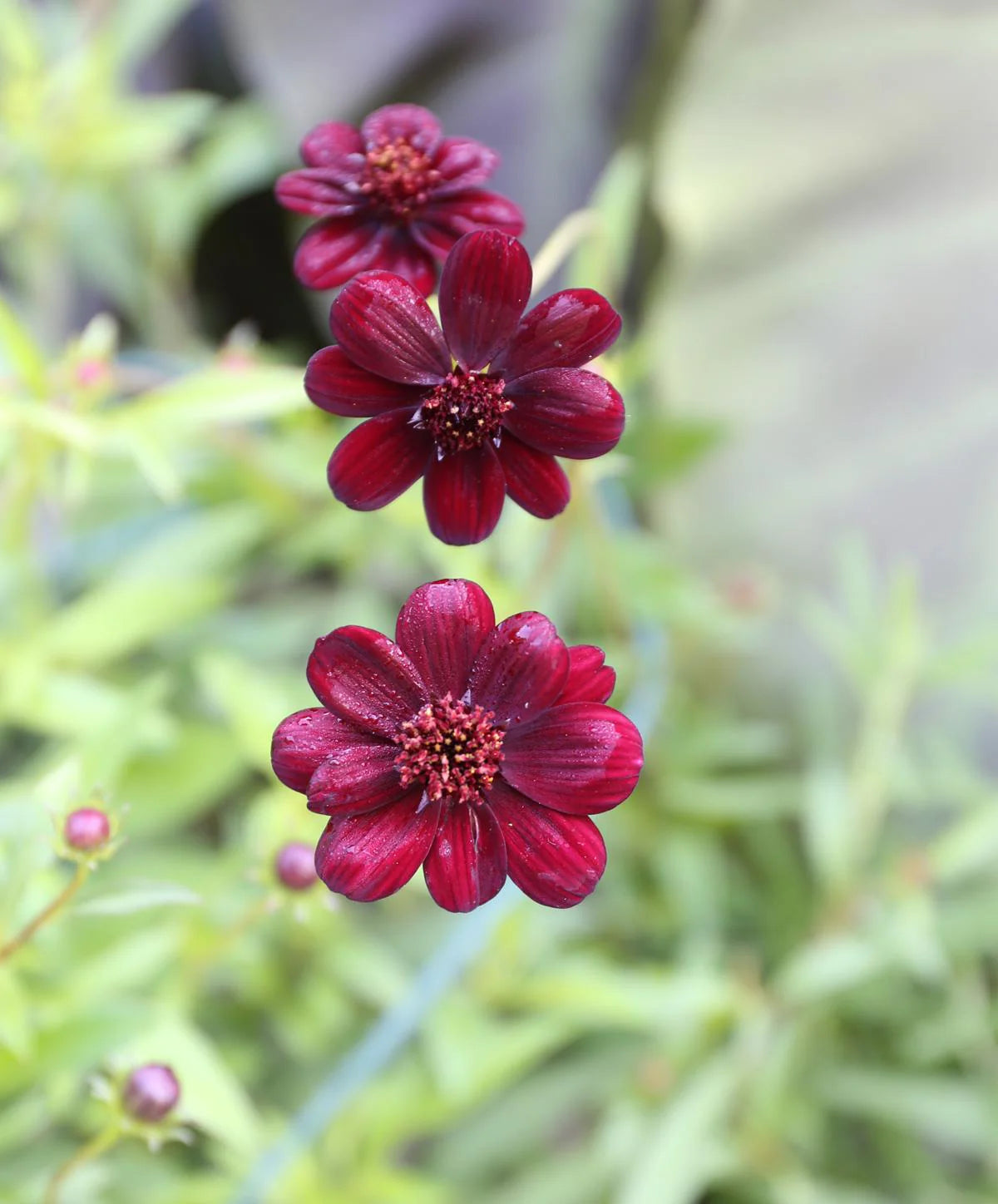 Dichondra Cosmos Flower seeds for Planting - Hardy Variety, Heirloom & GMO Free Seeds for Home Garden