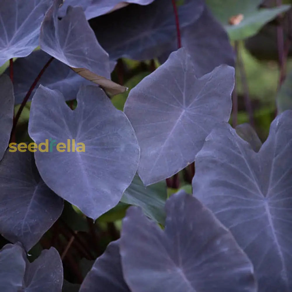 Alocasia Planting Seeds For Gardening Enthusiasts