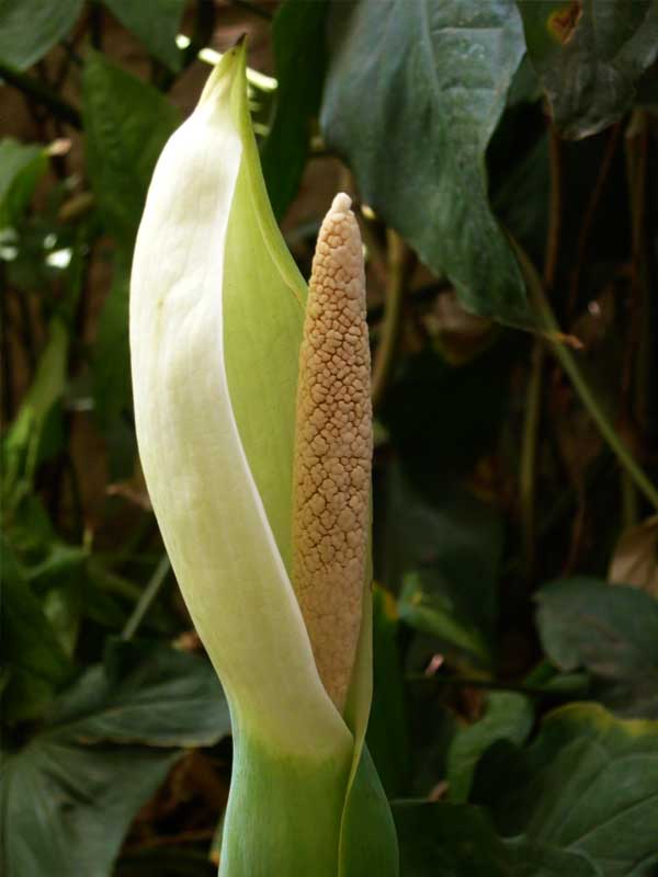 Alocasia Macrorrhiza Flower seeds for Planting - Bright Blooms, Heirloom & GMO Free Seeds for Home Garden