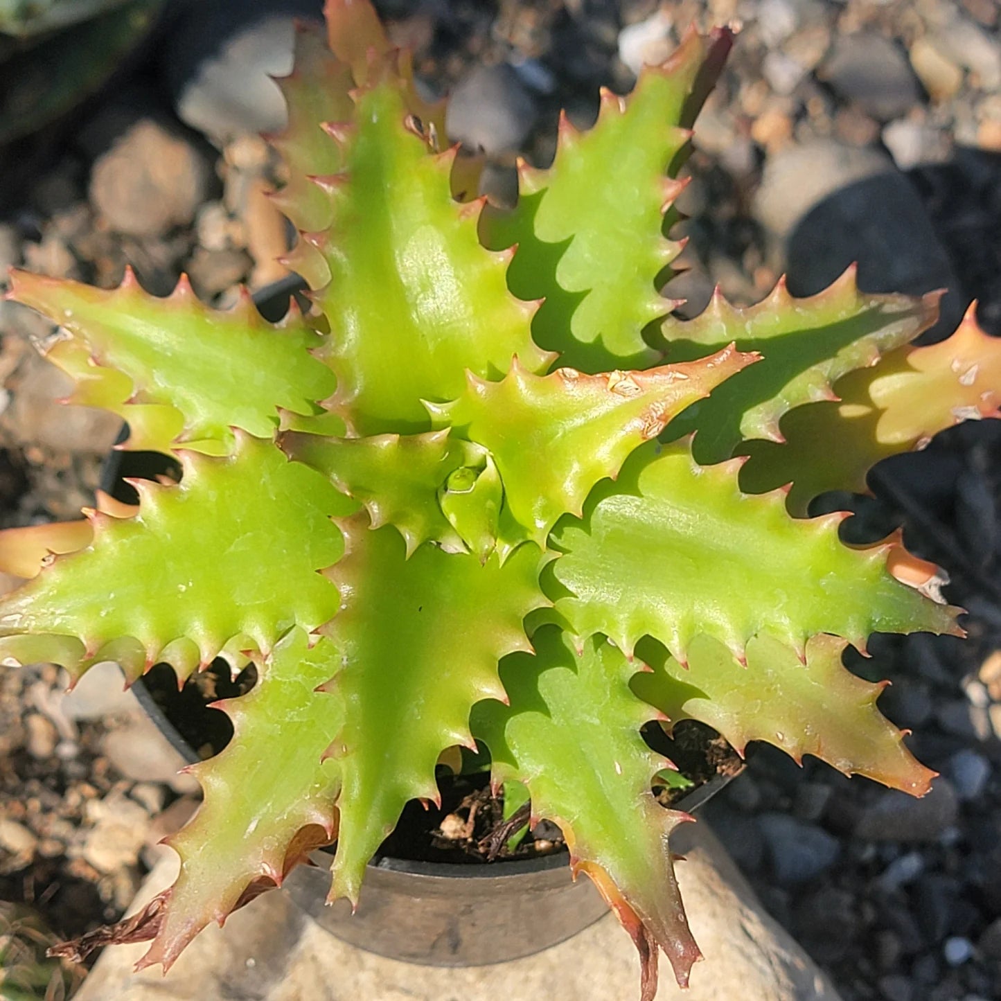 Hechtia Sp Tehuacan Flower seeds for Planting - Pollinator Friendly, Heirloom & GMO Free Seeds for Home Garden