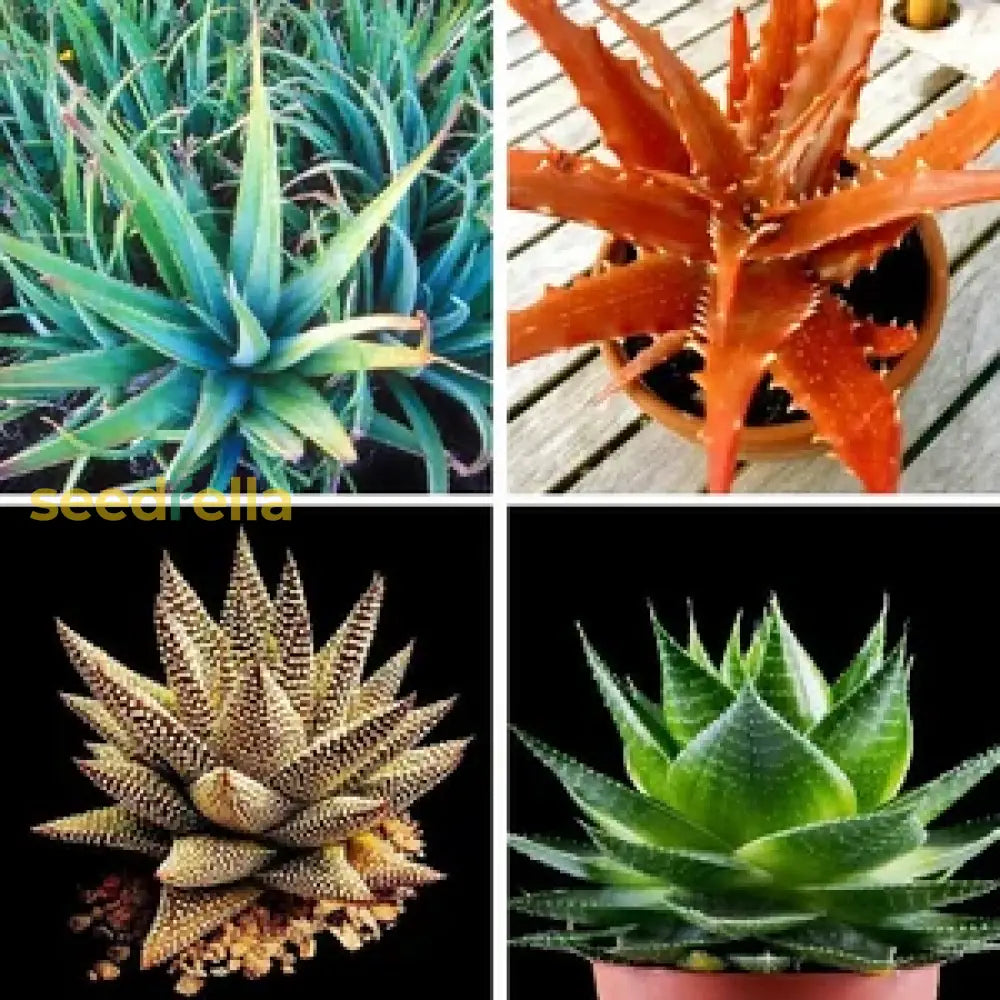 Aloe vera seeds germination seedlings