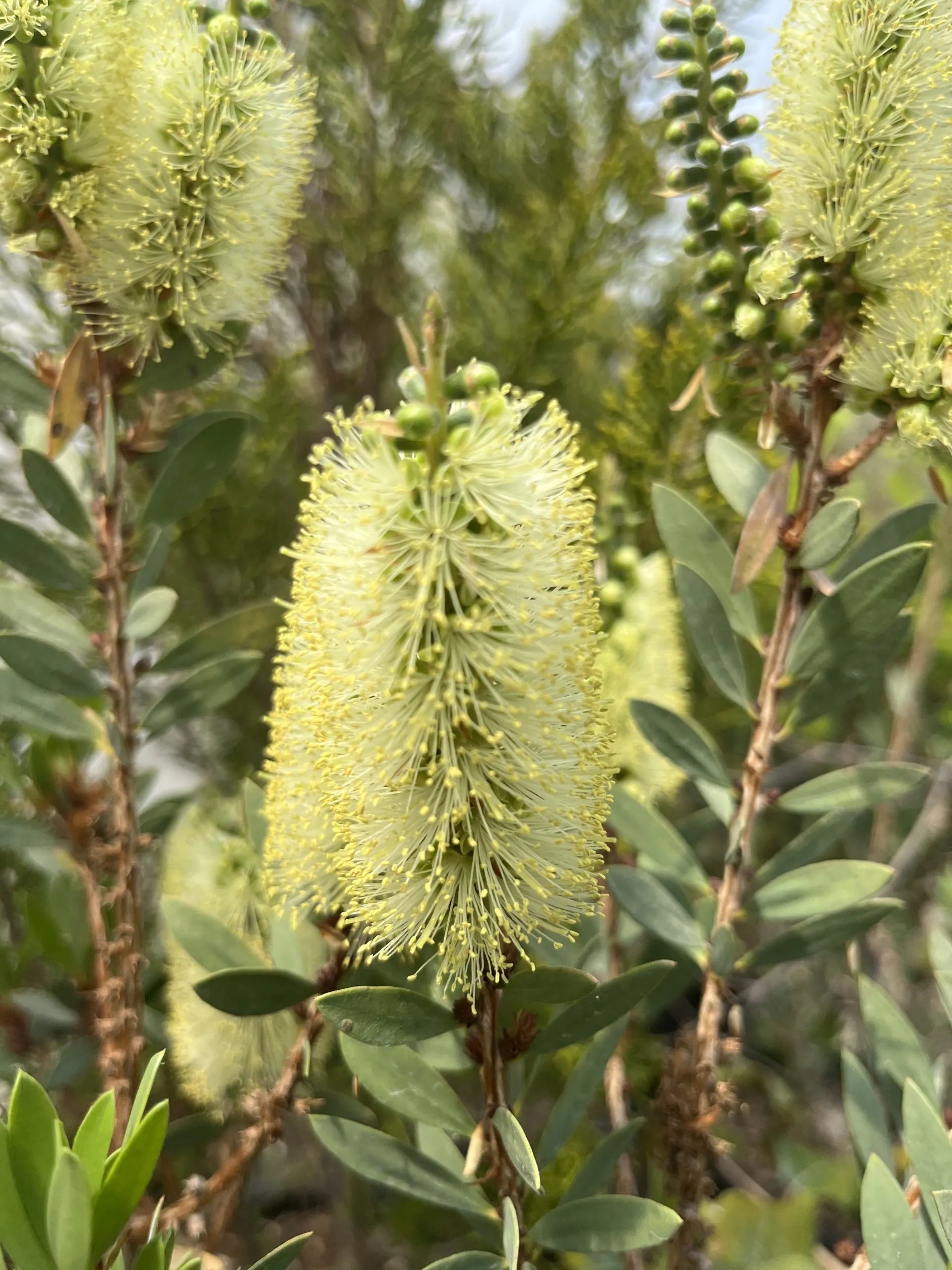 Alpine Bottlebrush Flower Seeds for Planting