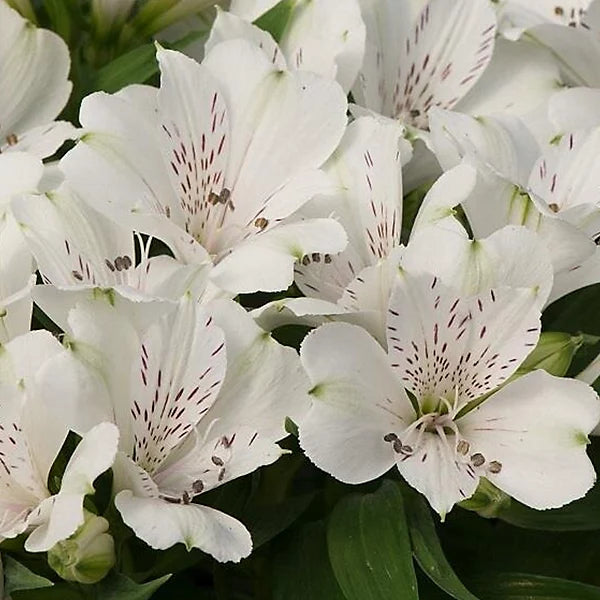 White Alstroemeria Flower seeds for Planting - Hardy Variety, Heirloom & GMO Free Seeds for Home Garden