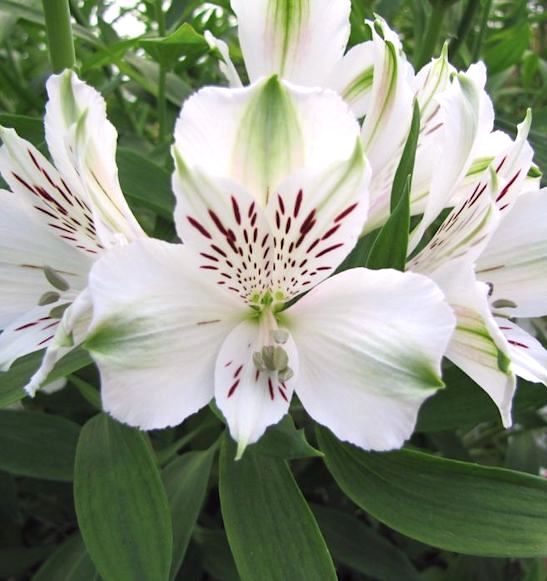 White Alstroemeria Flower seeds for Planting - Hardy Variety, Heirloom & GMO Free Seeds for Home Garden