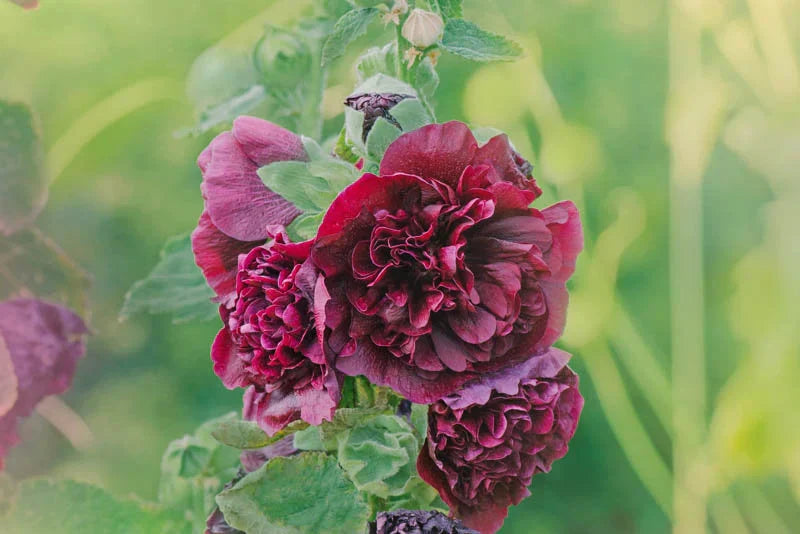 Tall Dark Brown Althaea Rosea stalks with flowers